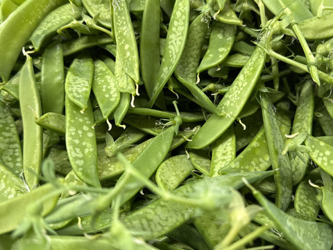 絹さや【霜当たり】1.5ｋg