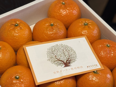 【数量限定・屋久島からの贈りもの】厳選されたたんかん！　屋久島産　贈答用たんかん　3kg　3Lサイズ 14個入り