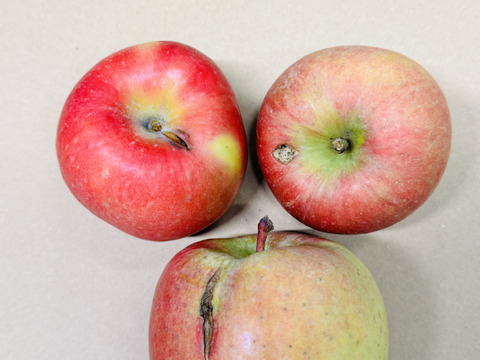 【在庫限り!!】「訳あり・お買い得!!バラ詰めのこうとく !! 」約３Kg青森県産 数量限定 高徳 りんご『話題のリンゴはここみつけたら即買いをお勧めします!!』なるべく蜜入り 有識者が選びました