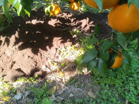 春の風香る　プリップリのはるみみかん　10k