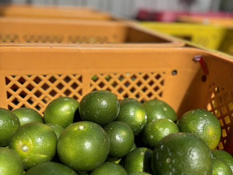 【爽やかな酸味】まだまだ暑い夏にピッタリ！ YN26みかん　約5㎏