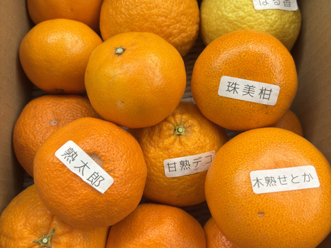 【柑橘食べ比べ】【２箱まとめ買い】甘～いみかん！旬のこだわり柑橘をまるごと楽しむ！３～５種類入り！何の品種が入っているか「お楽しみかん」 ご家庭用　約2kg入２箱セット【商品番号999-2】