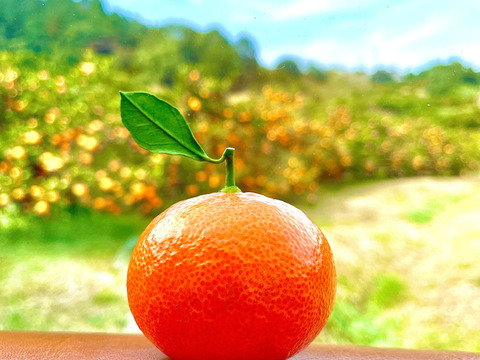 真っ赤な紅色！ジューシーな果肉の『紅みかん』　5kg