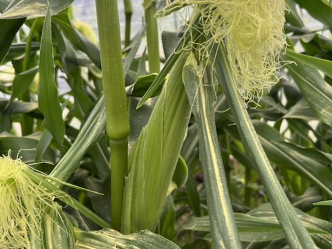濃すぎる甘さ！とうもろこし「恵味ゴールド」　１０－１２本入り×１箱