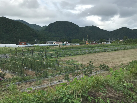 新物　北海道産にんにく【ホワイト六片】1.8kg