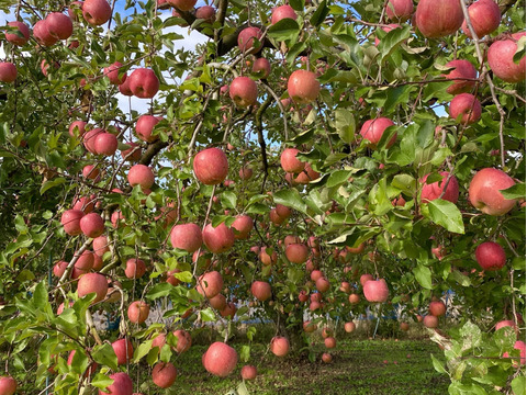 果汁たっぷり！家庭用サンフジ3kg