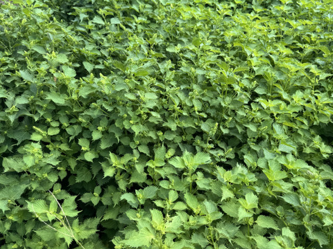 【季節限定】　青紫蘇付きの穂紫蘇100gと季節の野菜セット　農薬不使用　自然農法栽培