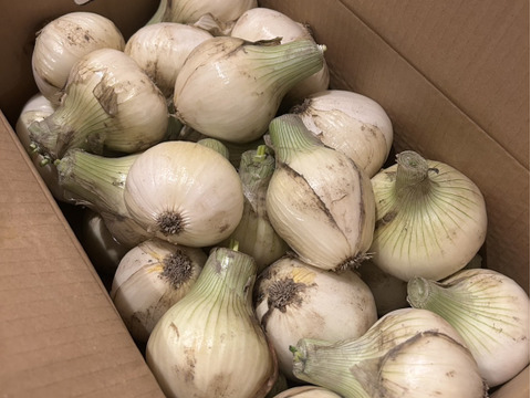 【予約商品　4月上旬～4月中頃発送】この時期にしか食べられない♪淡路島新玉ねぎ「とろ甘・極早生種」１０kg