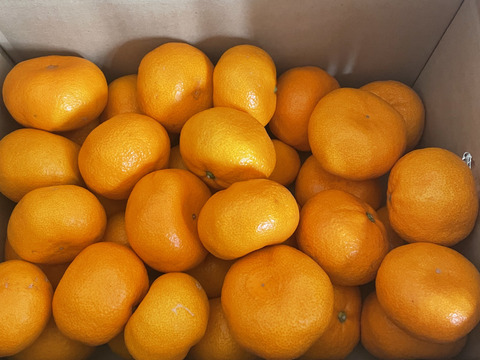 濃厚完熟　蔵出し　青島みかん　優品・5ｋｇ