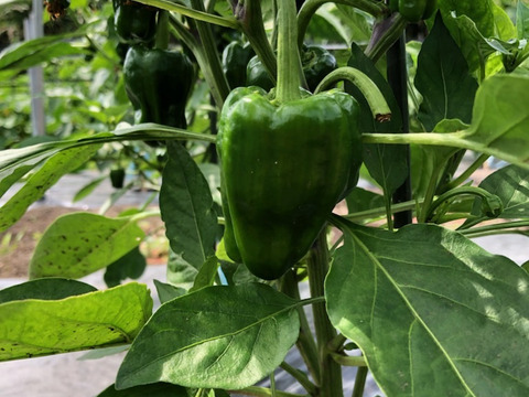 採りたて夏野菜セット（トマト、キュウリ、ナス、ピーマン、ジャガイモ）