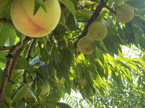 たっぷり家庭用わがままボディ♡もも♡山形県産あかつき♡