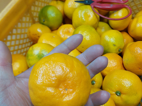 有田みかん【由良Lサイズ以上】8kg（箱込）