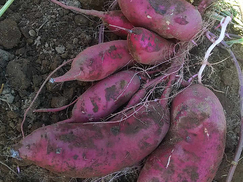 ねっとり極甘　さつまいも　紅はるか５Kg