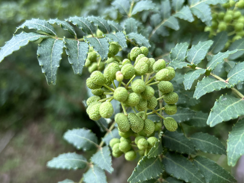 【ラスト】愛知県豊田市旭産 山椒の実 100g　※皮は緑ですが種は黒いです。