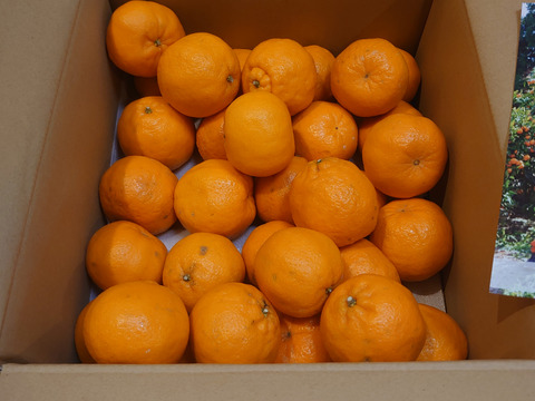 【濃厚な甘い香りとコク】ポンカン（５㎏・ご家庭用）※１月下旬発送