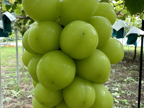 果樹大国山梨の【シャインマスカット】2kg箱（3〜4房入り）🍇