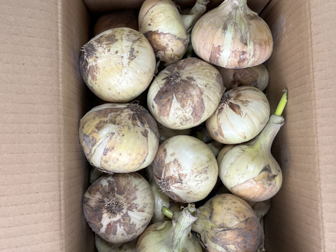 糖度９〜10度！! 甘い！！　淡路島スイートオニオン たまねぎ(5キロ)