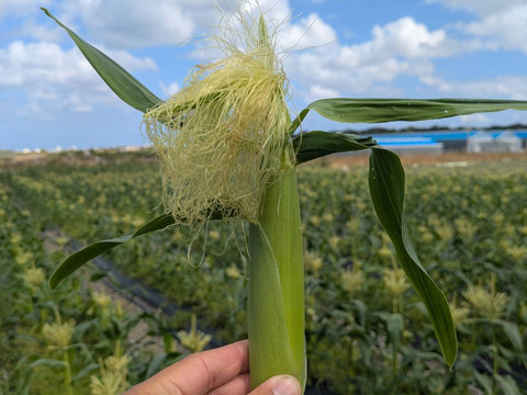 【今が旬！】沖縄の初採れヤングコーン約700g