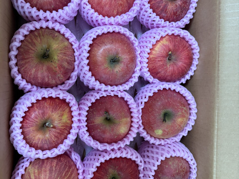 蜜入りりんごの代表格 サンふじ🍎 3キロ (9〜12玉)  ギフト 予約 りんご 農薬節減 さんふじ【11月上旬〜】