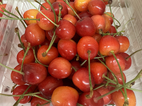 さくらんぼ【紅秀峰】訳あり(こつぶ)500g