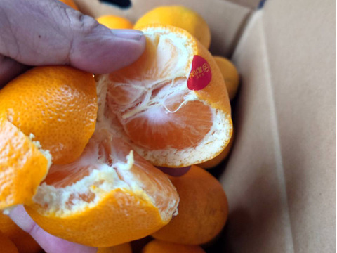 残りわずか・・・愛媛県西宇和産【真穴みかん】10kg　西宇和みかん