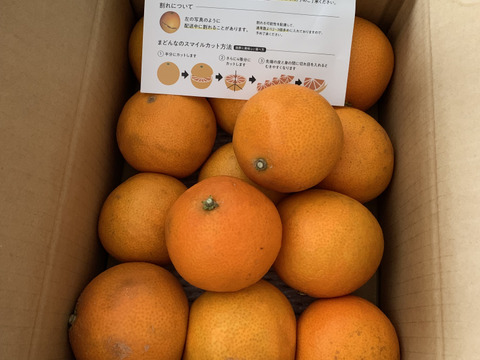 【訳あり】そらまどんな 天空の果樹園 愛媛産まどんな 3kg