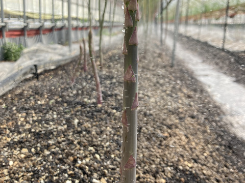 【4月限定】4色アスパラギフトセット（1kg）