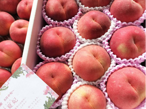 山形の夏ギフト・希少桃「陽夏妃」まもなく収穫！香り高く贈り物に喜ばれる逸品　３ｋｇ
