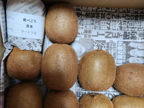 【今だけ10％増量】甘っ！ グリーンキウイの概念が変わる〈みつばちキウイ®〉家庭用 500g+50g（6～11個）農薬・化学肥料不使用