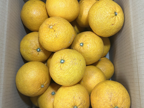 熊本産　今がまさに甘夏の旬！（訳あり・10kg）