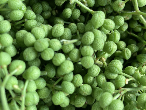 天然　実山椒　500グラム　京都産