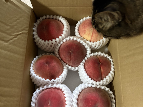 予約受付【本州の方向け】桃　山梨の桃　２ｋｇ