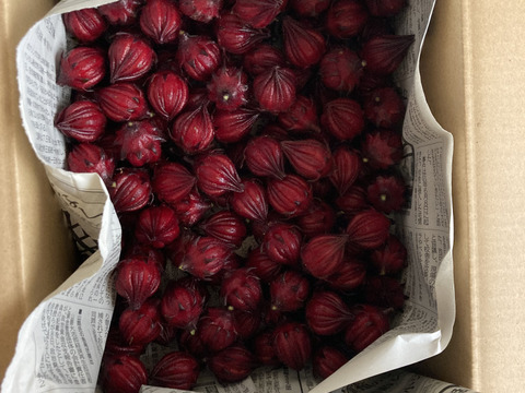 フレッシュ生ローゼル！ジャムや塩漬けに！栽培期間中農薬化学肥料不使用！滋賀県産！