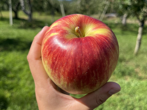 綺麗な葉とらずサンつがる 5キロ箱使用 12～18玉