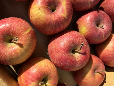 青玉 加工用 大訳あり サンふじ 5キロ箱