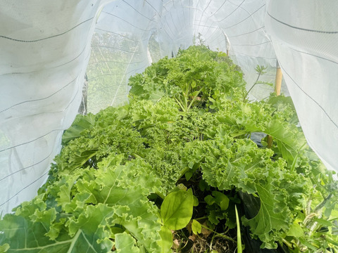 朝採れ】自然栽培旬野菜セット・約6種類（草の力だけで育てた