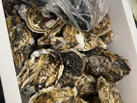 1/1～1/6は休業【水産庁補助事業 送料無料】🦪 生食用２ｋｇ 殻付き 牡蠣 （14〜30粒）牡蛎 殻付き牡蛎 kaki カキ 松島牡蠣屋 BBQに最適！🔥 海産物 オイスター  生牡蠣 A