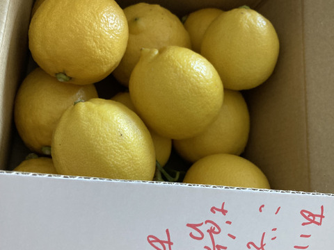 【国産レモン】イエローサブマリン〜♪ 4月収穫　越冬樹上完熟　神奈川県産レモン（2ｋｇ）15個前後　ノーワックス、防腐剤不使用　40%農薬削減
