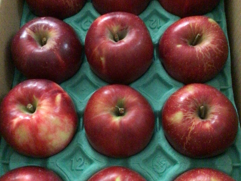 ラスト３ケース加工用終わります🍎紅玉 3キロ箱【有名パティシエ鎧塚さんが紅玉でタルトタタンのレシピ&動画公開！！】 加工もおすすめ6玉〜15玉サイズ 商品ID42918 長野県 信州 安曇野 リンゴ