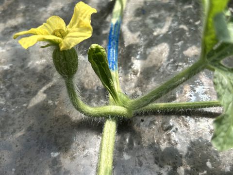 【完熟収穫】追熟の必要がないペルルメロン2玉
1玉2kg以上