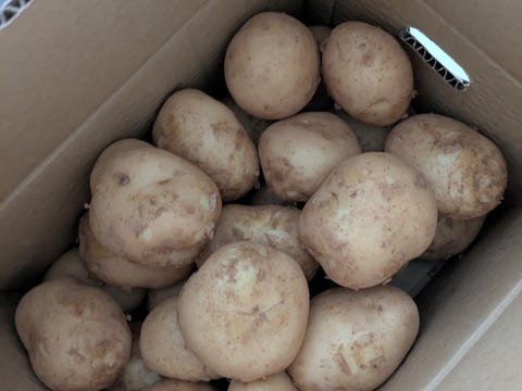 【長島産赤土馬鈴薯5kg】新じゃが！掘りたてをご家庭に届けます【伊唐島の旬じゃが】