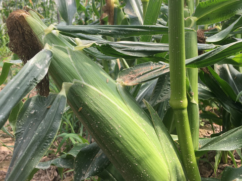 【朝採れ確約】甘さ＆はじけるジューシーさ！とうもろこし10本