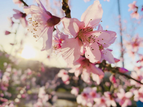 岡山県産【人気三品種】柔らかい白桃ご家庭用約2kg6〜8個入り