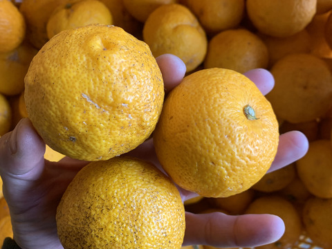 もったいない　　訳あり柚子　我夢舎羅村　8キロ