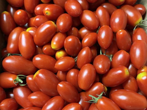 ミニトマトアイコ2kg