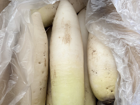 【農薬・化学肥料不使用】MOA自然農法で育った秋冬大根(雪下大根)　5ｋｇパック