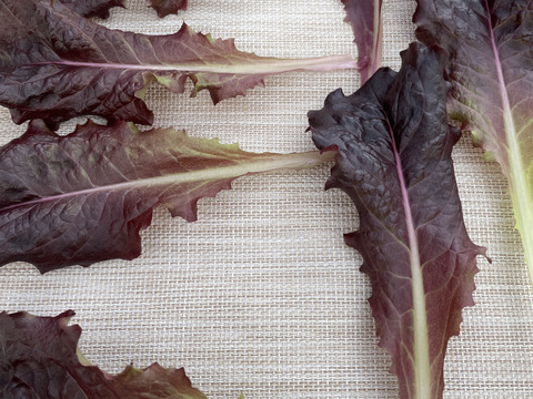 お料理映え！真紅のサニーレタス　800g