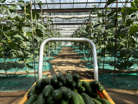 太陽のごちそう！パリッとひなたきゅうりお買い得2Kg(箱重量込)