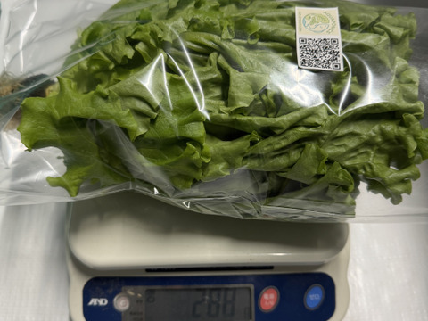 さかなが作った究極のスペシャリティ野菜　リーフレタス&サニーレタスセット270g ×2株&スイートバジル30gセット