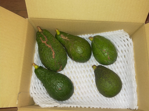 小玉・訳アリ。国産アボカド(ピンカートン・フェルテ）　愛媛県松山市産 　５個950ｇ　キズ、汚れあり、家庭用。